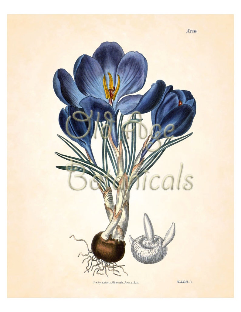 CURTIS Botanical Magazine Large Blue CROCUS Botanical 8x10 Art Print Vintage Plate Antique Ornamental Bulbous Plant Wall Home Decor BF1402