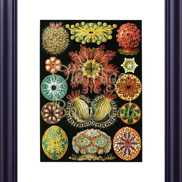 Ernst Haeckel 11x14 Print Vintage Art Plate ASCIDIAE Sea Creatures Fantasy Ocean Life Seashells Fossil Starfish Luxury Nautical Decor LP0106