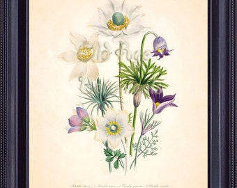 Jane LOUDON Botanical Print 8x10 Vintage Art Plate 2 PULSATILLA Small White Purple Flowers Antique Floral Bouquet Home Illustration BF11222