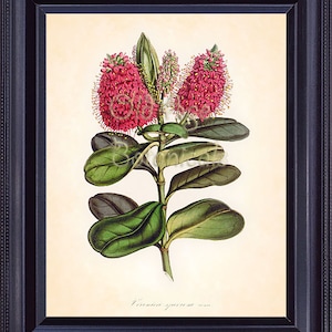 Botanical Print HOUTTE 8x10 Vintage Art Blooming VERONICA Bright Pink Most Beautiful Antique Flowers Room Wall Decor for Framing BF0603