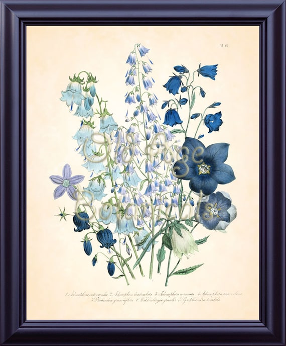 Botanical 8x10 Art Print Jane Loudon White Blue Adenophora Etsy Botanical 8x10 Art Print Jane Loudon White Blue Adenophora Etsy