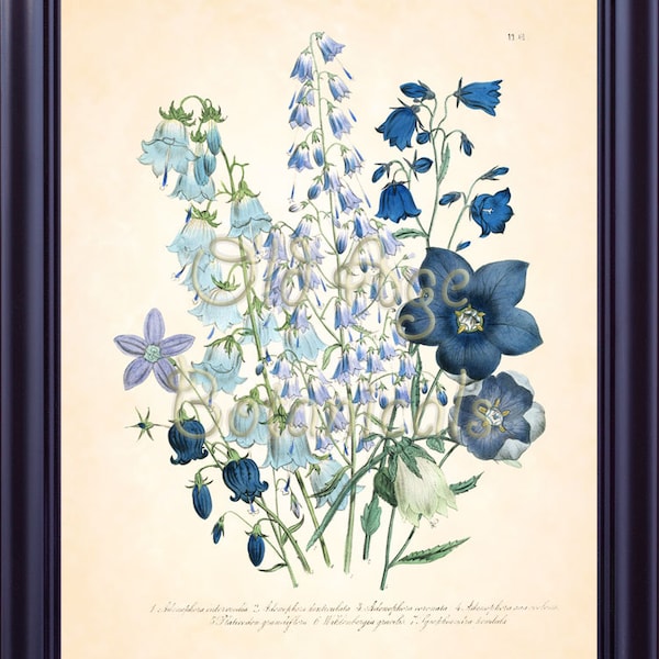 Botanical 8x10 Art Print Jane LOUDON White Blue ADENOPHORA Plate 61 Antique Flowers Vintage Room Wall Art Decoration Interior Design BF1137