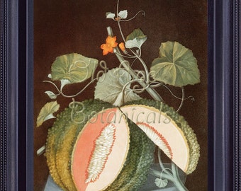 BOTANICAL Print 8x10 Antique Vintage Kitchen Art Print Fruit Rock Melon George BROOKSHAW 1812 Home Room Wall Decor Orange Green Vines FV0002