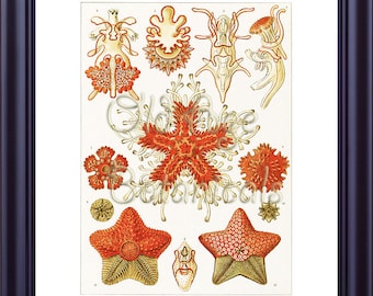 Ernst Haeckel 11x14 Print Vintage Art Plate Sea Star Fish Asteridea Red Orange Coral Creatures Sea Ocean Life Room Home Wall Decor LP0102