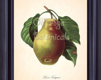 REDOUTE Antique French Fruit Print Large PEAR 8x10 Art Print Vintage Botanical Plate 108 Summer Garden Kitchen Decor Illustration FV1334