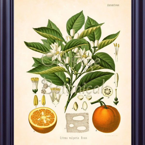 KOHLER Botanical Print 11x14 Vintage Art Print Plate Chart Citrus Vulgaris Sweet Orange Fruit Tree Kitchen Home Decor Illustration LP0714