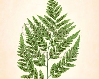 Fern Print Lowe 11x14 Botanical Vintage Antique Art Plate ASPIDIUM CAPENSE Green Plant Nature Botany Interior Design Home Decoration LFC0302