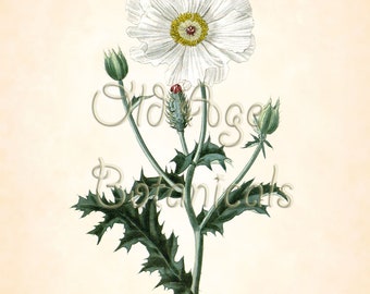 Curtis Botanical Magazine Texas WHITE PRICKLY POPPY Botanical 11x14 Art Print Vintage Plate Antique Ornamental Plant Wall Home Decor LBF1407