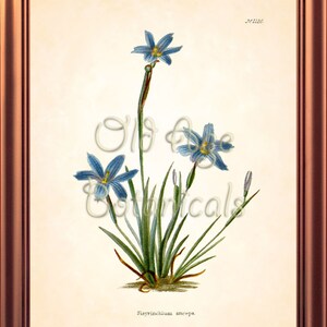 Sisyrinchium Anceps Texas BLUE EYED GRASS Flower Botanical 8x10 Art Print Vintage Plate Antique Ornamental Plant Wall Home Decor BF2301 Bild 2