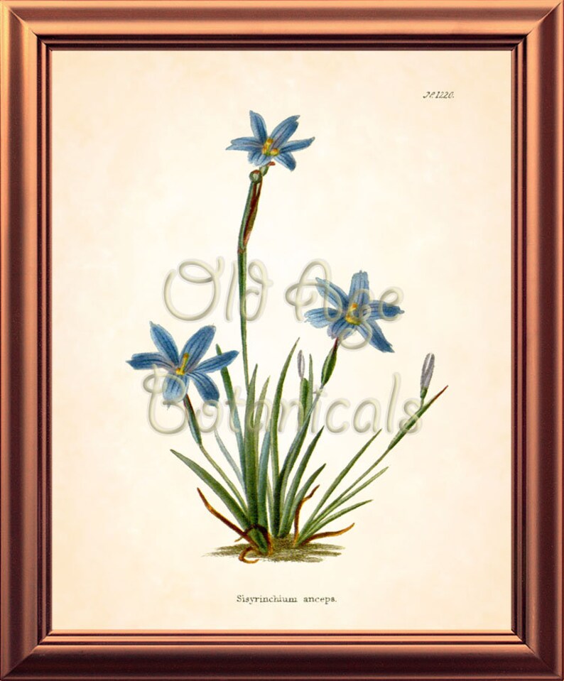 Sisyrinchium Anceps Texas BLUE EYED GRASS Flower Botanical 8x10 Art Print Vintage Plate Antique Ornamental Plant Wall Home Decor BF2301 Bild 2