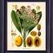see more listings in the Botanicals section