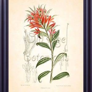 Curtis Botanical Magazine  TEXAS INDIAN PAINTBRUSH Botanical 8x10 Art Print Vintage Plate Antique Ornamental Plant  Wall Home Decor BF1405