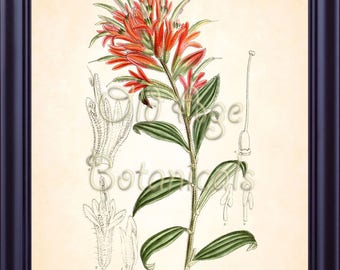 Curtis Botanical Magazine  TEXAS INDIAN PAINTBRUSH Botanical 8x10 Art Print Vintage Plate Antique Ornamental Plant  Wall Home Decor BF1405