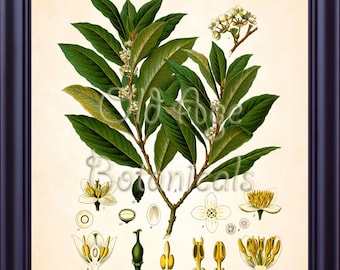 May include: A vintage botanical illustration of a bay laurel plant, *Laurus nobilis*, with green leaves and white flowers. The illustration includes detailed close-up views of the plant's flowers, buds, and fruit.