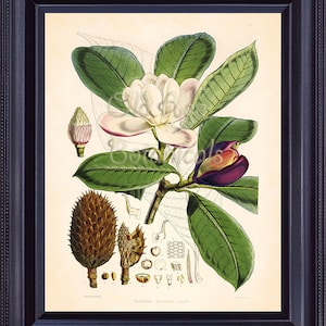 Fitch Botanical Print 8x10 Vintage Antique Art Plate Himalayan MAGNOLIA Tree Plant Large Flower Leaves SERIES 2 Home Decor to Frame FC0407
