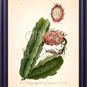 May include: A vintage botanical illustration of a cactus with a pink flower and fruit. The text on the image reads "Melocactiu Americanus trigonus flore albo. J.R. H. Ap. 6x3. Cattus. in 466 Saut. Cerro Americane. Gall. Le Figuier d'Inde."