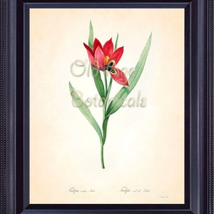 May include: A vintage botanical illustration of a red tulip with green leaves. The illustration is titled "Tulipa sylvestris"