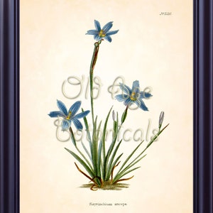 Sisyrinchium Anceps Texas BLUE EYED GRASS Flower Botanical 8x10 Art Print Vintage Plate Antique Ornamental Plant Wall Home Decor BF2301 Bild 1