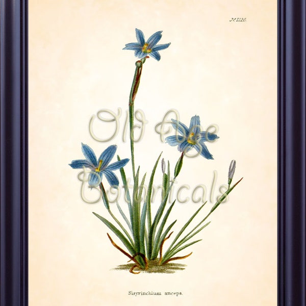 Sisyrinchium Anceps Texas BLUE EYED GRASS Flower Botanical 8x10 Art Print Vintage Plate Antique Ornamental Plant Wall Home Decor BF2301