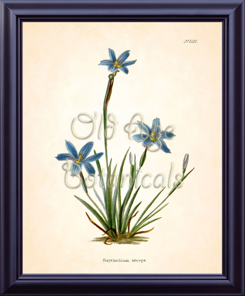 Sisyrinchium Anceps Texas BLUE EYED GRASS Flower Botanical 8x10 Art Print Vintage Plate Antique Ornamental Plant Wall Home Decor BF2301 Bild 1