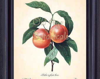 REDOUTE Antique French Fruit Print Large Orange PEACHES 8x10 Art Print Vintage Botanical Plate 95 Summer Garden Kitchen Wall Decor FV1333