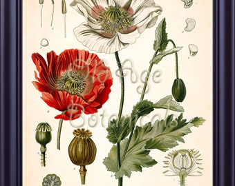 KOHLER Botanical Print 11x14 Papaver Somniferum Opium Poppy Antique Vintage Art Painting 1887 Plate Red Flower Seeds LBF0701