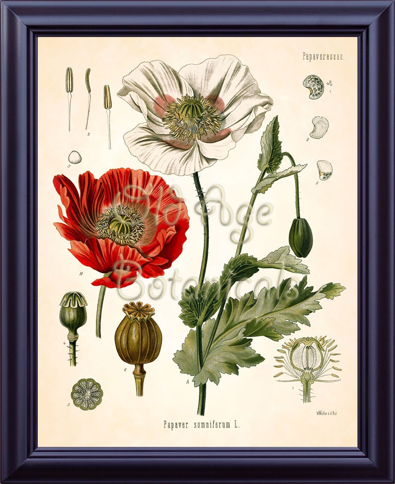 KOHLER Botanical Print 11x14 Papaver Somniferum Opium Poppy - Etsy