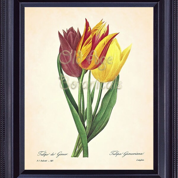 REDOUTE Antique Botanical 8x10 Art Print Red Yellow TULIPS French Vintage Plate 141 Flowers Summer Garden Home Wall Decor to Frame BF1328