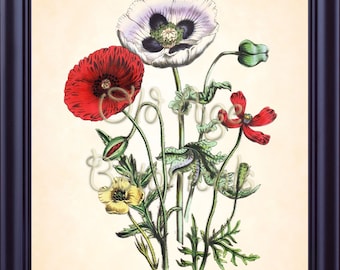 LOUDON Botanical Print 8x10 POPPIES Poppy Plate 6 Vintage Art Antique Red Yellow White Flowers Floral Bouquet Natural History Decor BF1132