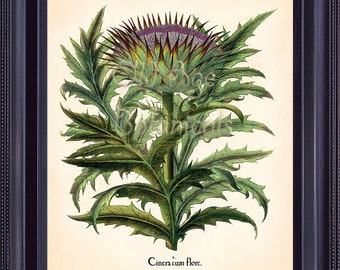 Botanical 8x10 Art Print CARDOON Huge Blue Yellow Purple Large Wildflower Plant BESLER Vintage Home Decor Wall Hanging to Frame  BF0101