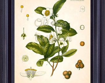 Kohler 8x10 Antique Botanical Art Print Camellia Thea Lk TEA PLANT Vintage Prints Plate Green Tea White Flowers Room Wall Decor  BF0732