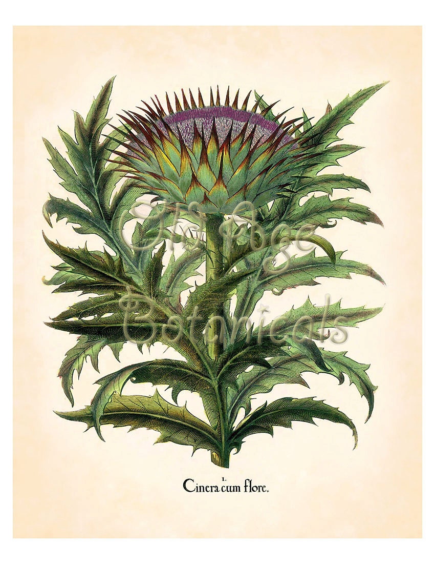 Botanical 8x10 Art Print CARDOON Huge Blue Yellow Purple Large - Etsy