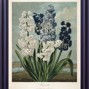 THORNTON Large Botanical 11x14 Print  Vintage Art Plate Blue White Flowers HYACINTHS The Temple of Flora 1807 Antique Engraving Decor LP0058