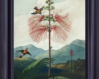 Botanical Art Print 8x10 Vintage Plate THORNTON Red Large Flower Sensitive Plant The Temple of Flora Mountains Bird Ferns Wall Decor BF0059