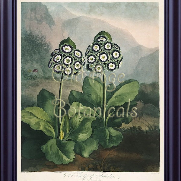 Botanical THORNTON Print 11x14 Group of Auriculas Vintagel Antique Engraving Art Blue White Flowers The Temple of Flora 1807 Large LP0054