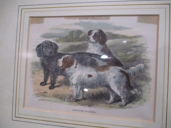 Set of Three Matching Framed 8x11 Jardine Animal Copper Engravings from 1843 Wall Decor