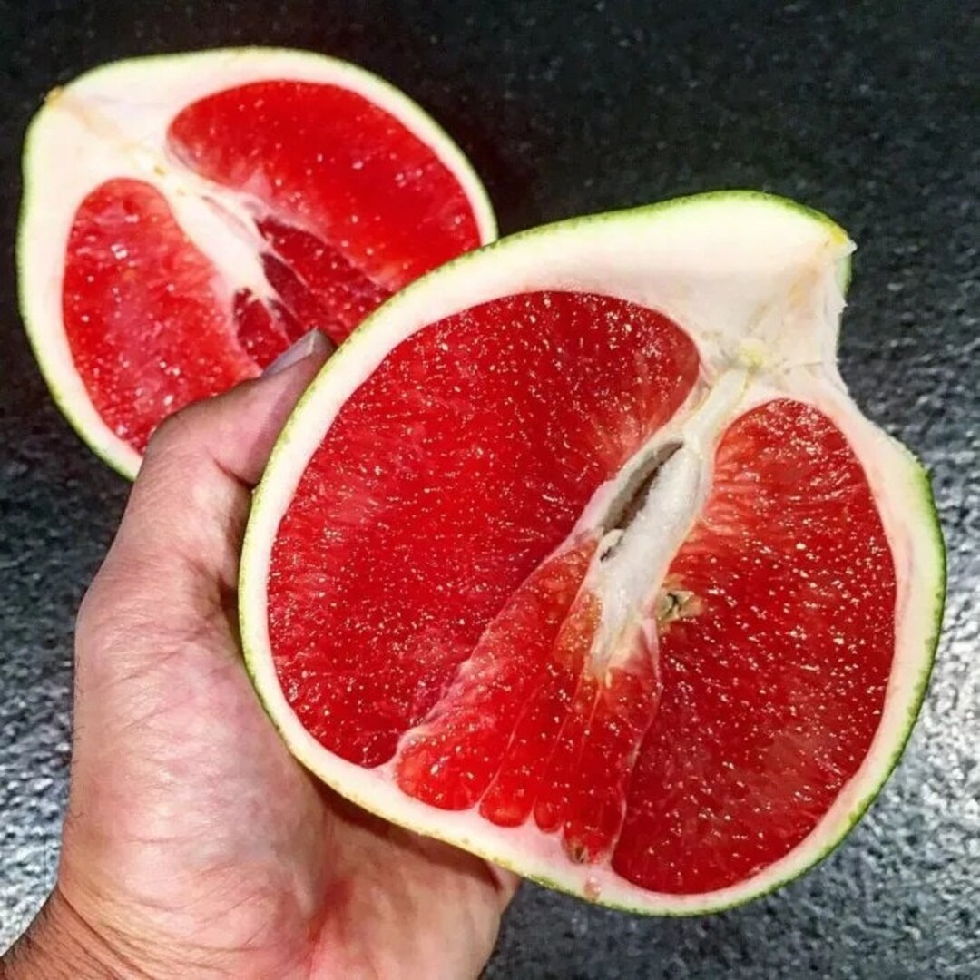 Seltene gepfropfte rote Pomelo Citrus Maxima lebende Etsy.de