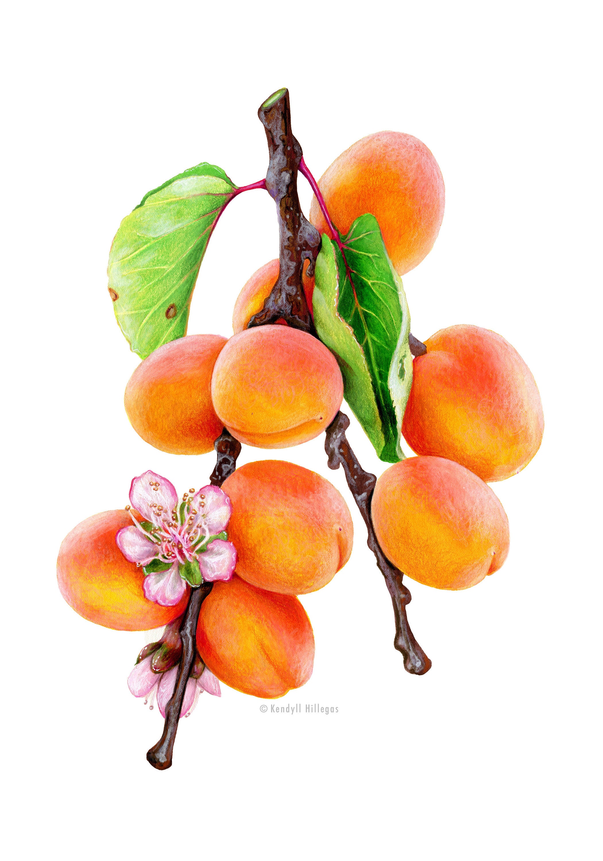 Apricots with Blossoms Botanical Illustration Giclee Fine Etsy