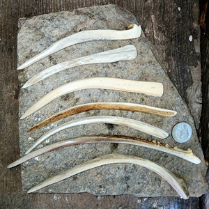 May include: A top-down view shows seven curved bone pieces, possibly antlers, in varying shades of off-white and brown, arranged on a grey stone. A small, round, silver-coloured object is also present. The bones are curved.