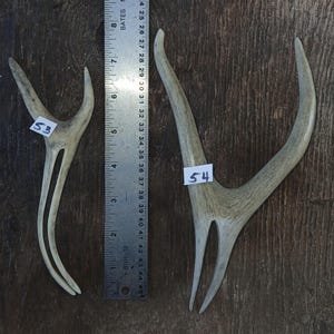 May include: Two naturally shed deer antlers, one with tag 53 and the other with tag 54. The antlers are light brown and beige, with a ruler in cm between them. The antlers are on a wooden surface.
