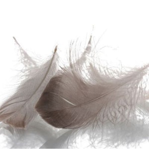May include: Close-up of several soft, gray feathers against a white background. The feathers have a delicate, wispy texture and varying shades of gray, creating a subtle, natural aesthetic. The image highlights the intricate details of the feathers.