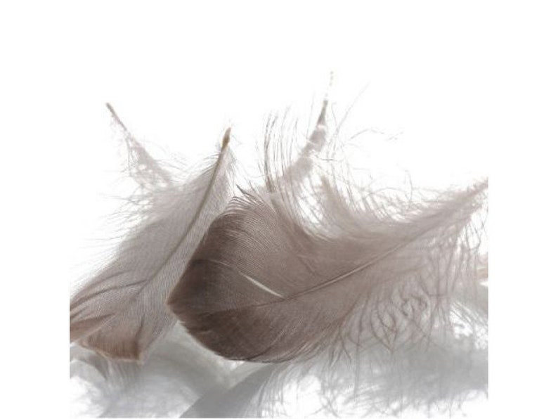 May include: Close-up of several soft, gray feathers against a white background. The feathers have a delicate, wispy texture and varying shades of gray, creating a subtle, natural aesthetic. The image highlights the intricate details of the feathers.