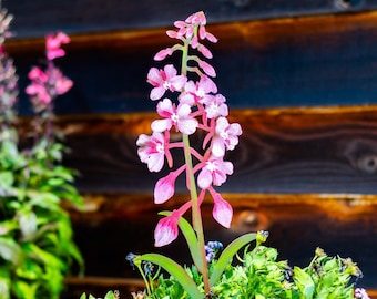 Hand-Painted Wildflowers