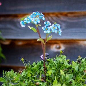 Hand-Painted Forget Me Not Flower Garden Stake