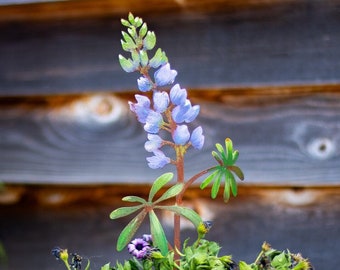 Hand-Painted Lupine Flower Garden Stake
