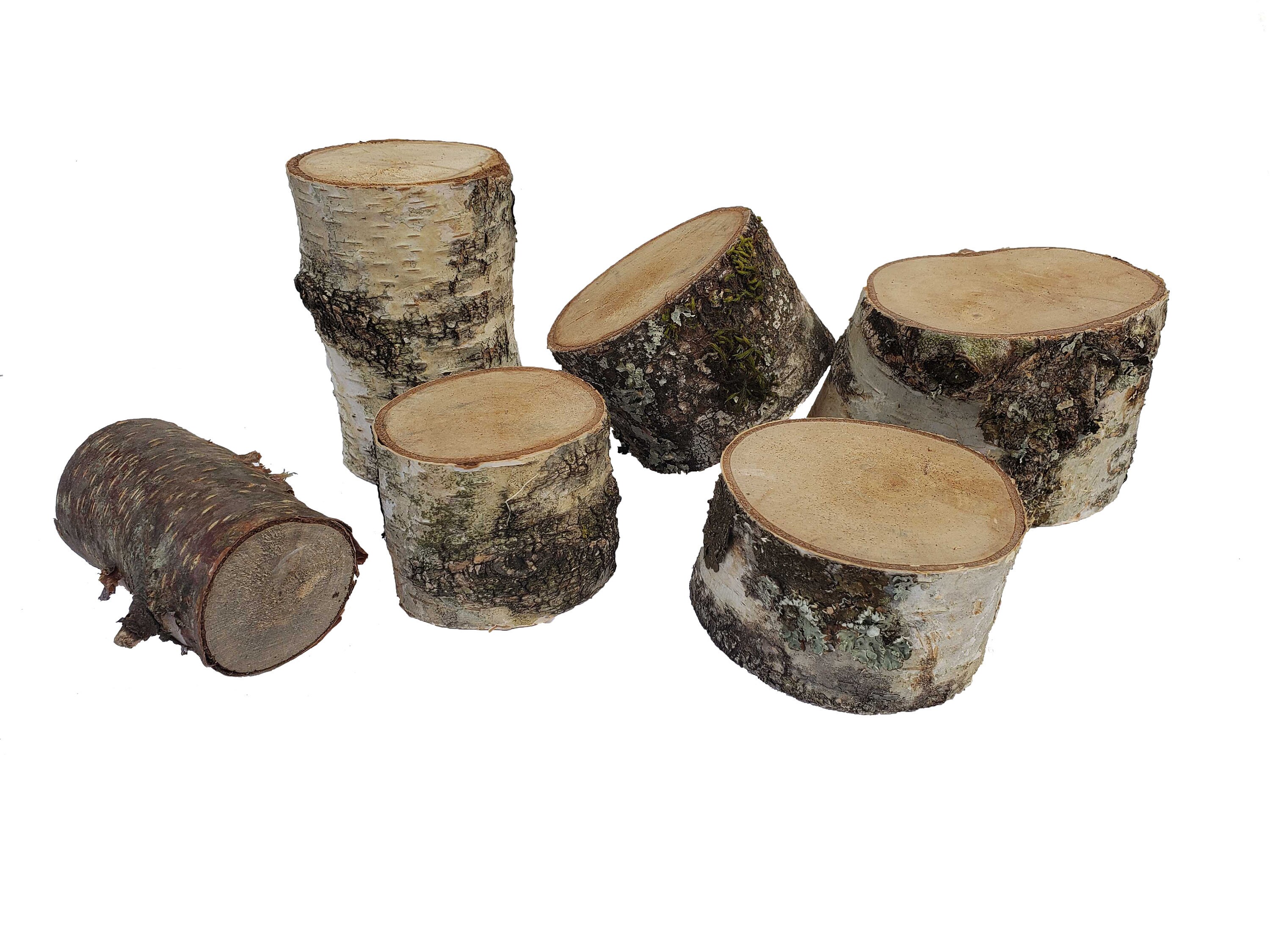 Birch Wood Stump