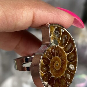May include: A silver ring with a brown and white ammonite fossil set in the center. The ammonite has a spiral shape with a dark brown center and lighter brown outer edges.