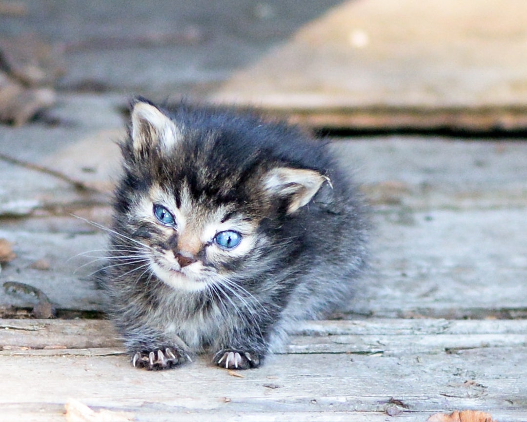 Photograph of Nano, the Tiniest Kitten (for Download) - Etsy Denmark