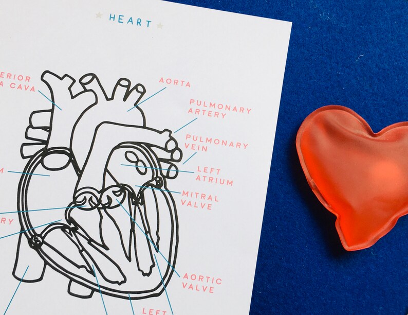 May include: A black and white line drawing of a human heart with labels for the aorta, pulmonary artery, pulmonary vein, left atrium, mitral valve, and aortic valve. The words "HEART" are at the top of the image.