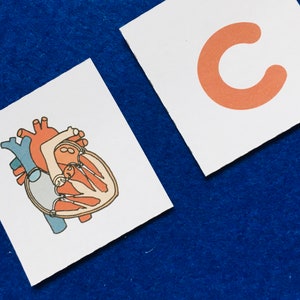 May include: A white card with a detailed illustration of a human heart in shades of red, orange, and blue.